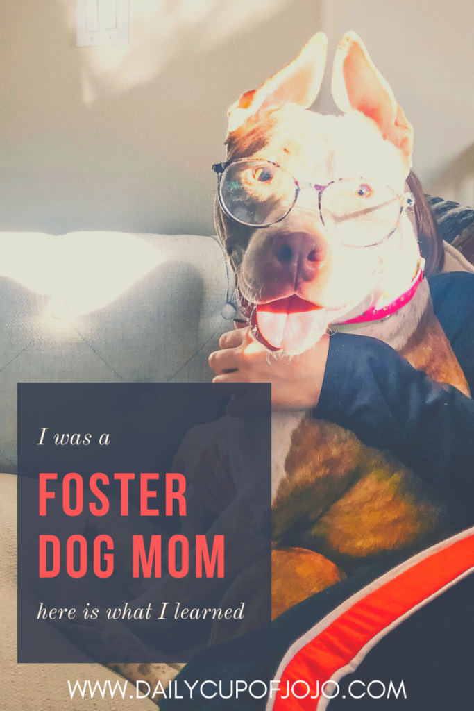 I Was a Foster Dog Parent. Here's What I Learned.